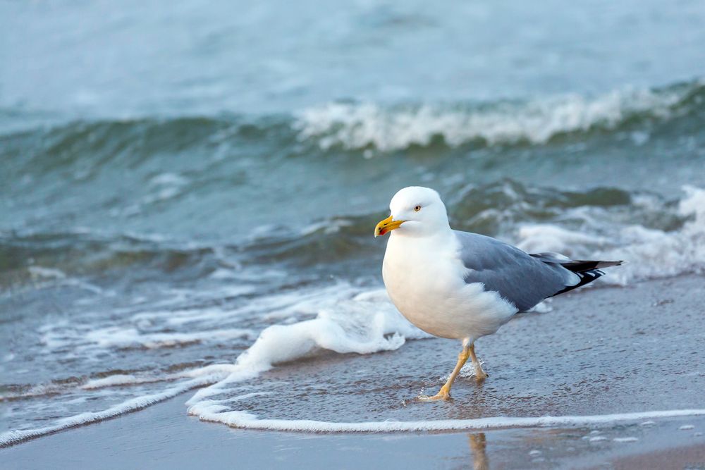 Strandspaziergänger (2)