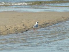 Strandspaziergänger