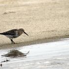 Strandspaziergänger