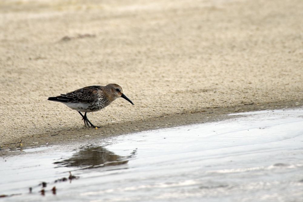 Strandspaziergänger