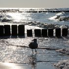 Strandspaziergänger