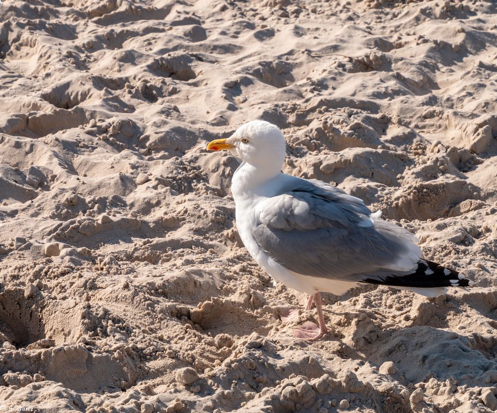 Strandspaziergang (1)