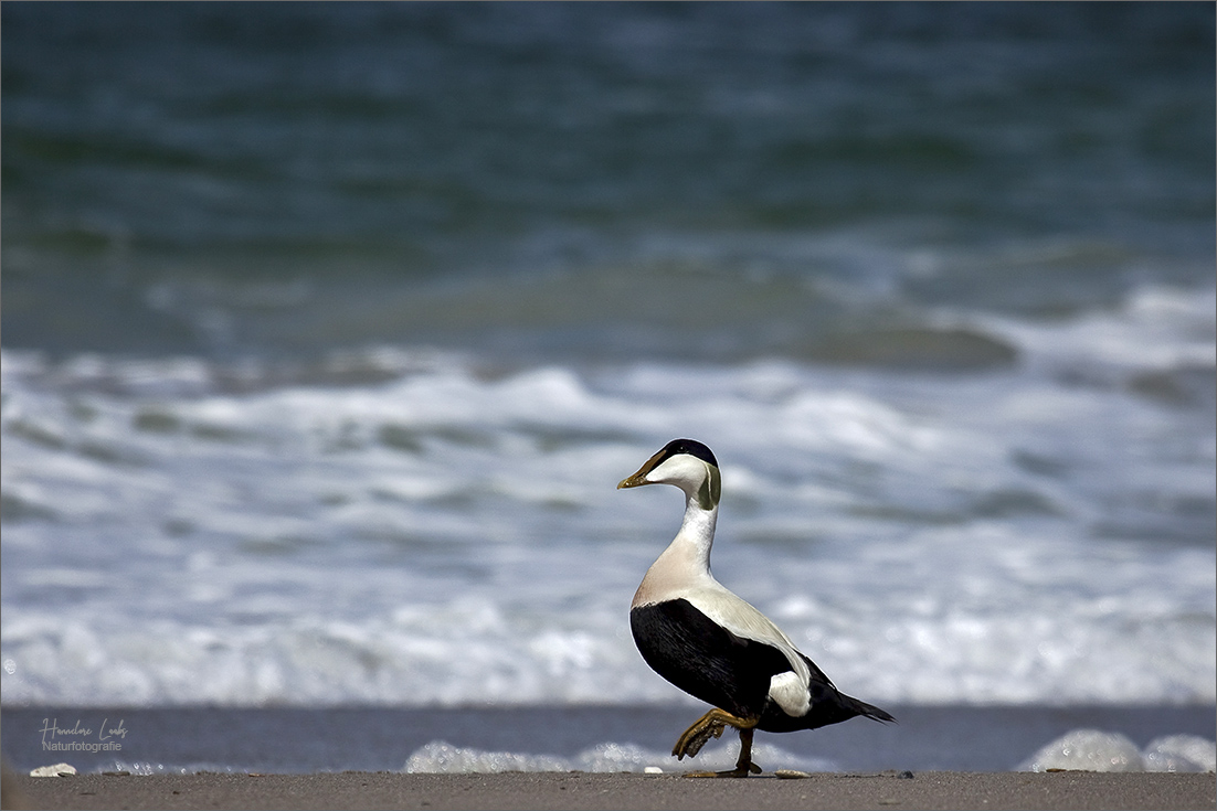 Strandspaziergang