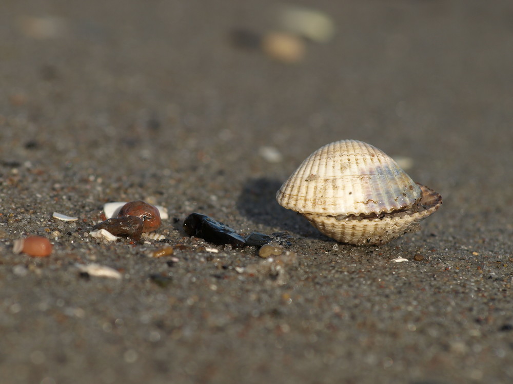 Strandspaziergang