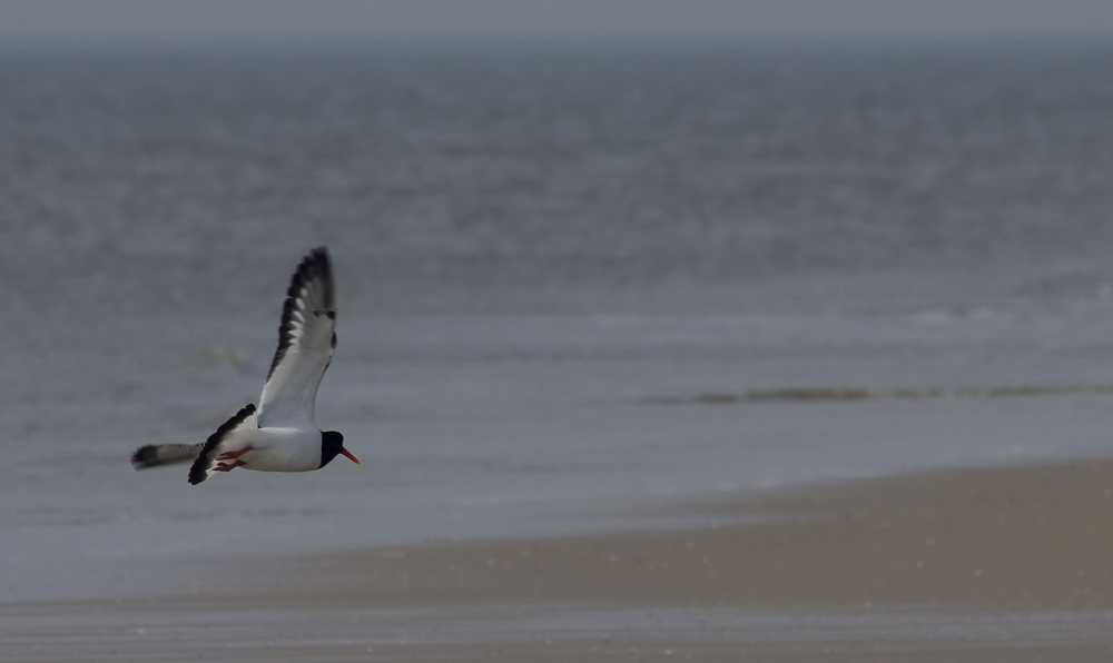 Strandspaziergang 3