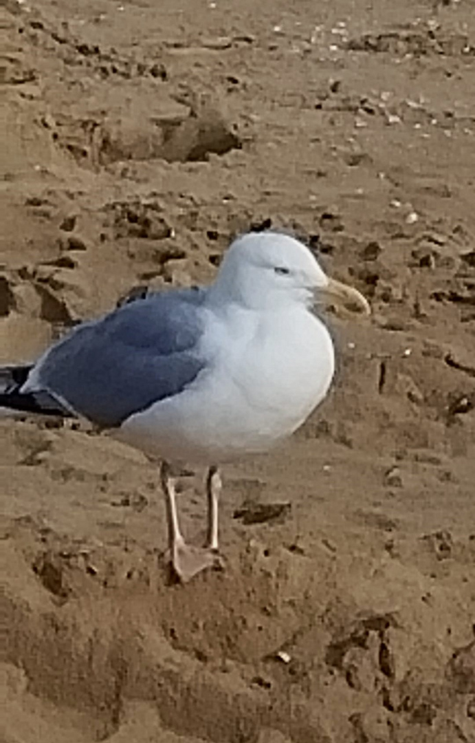 Strandspaziergang