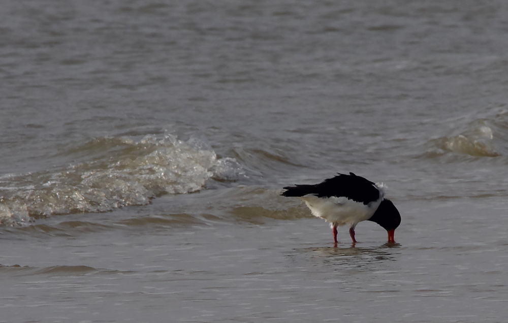 Strandspaziergang 5