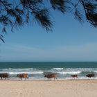 Strandspaziergang...