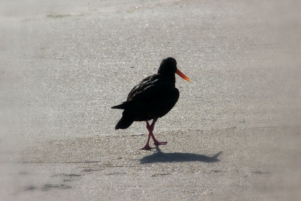 Strandspaziergang