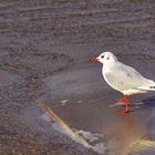 Strandspaziergang