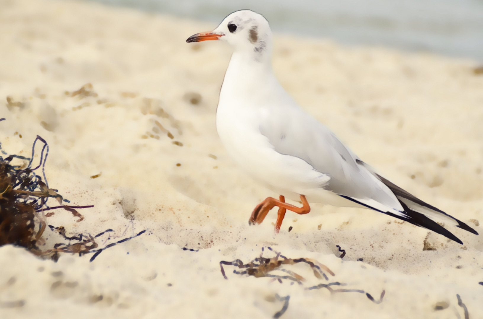 Strandspaziergang