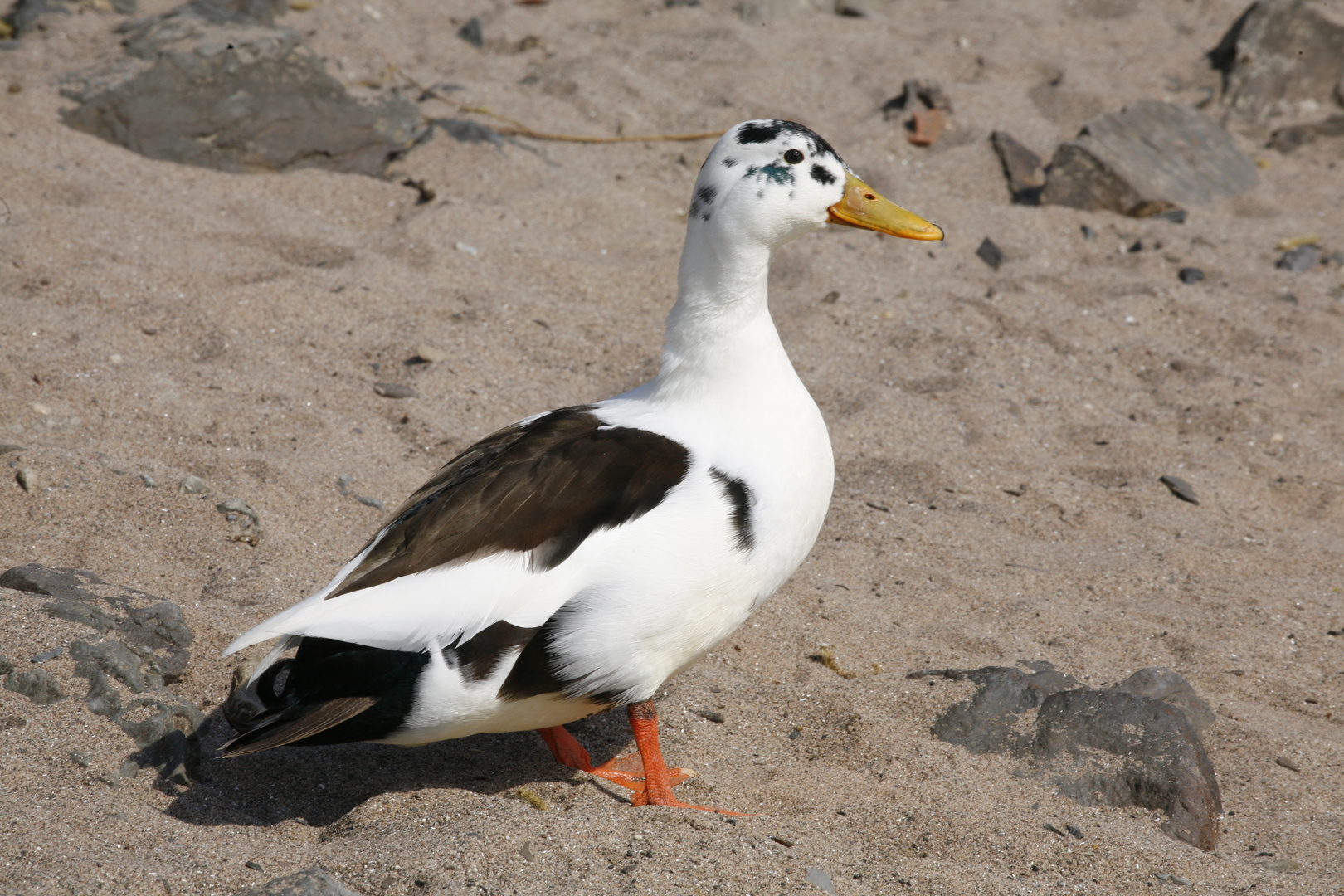 Strandspaziergang