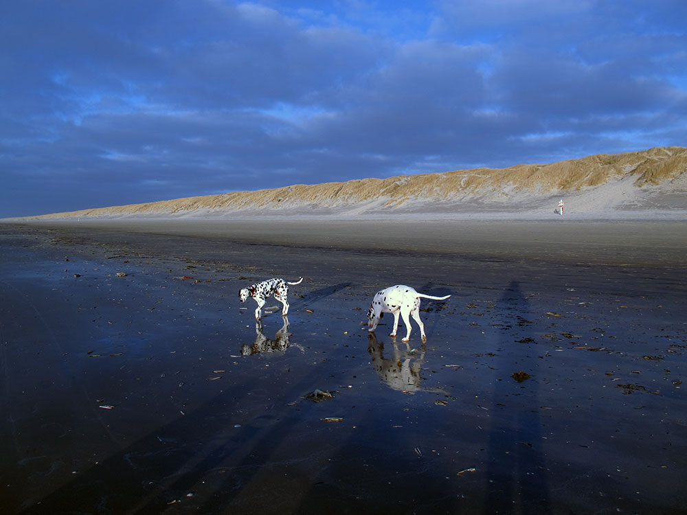 Strandspaziergang bei Ebbe an der Nordsee mit den Hunden