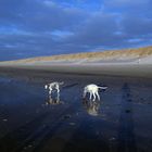 Strandspaziergang bei Ebbe an der Nordsee mit den Hunden