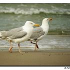 Strandspaziergang bei Familie Möwe