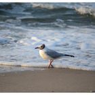 Strandspaziergang ..