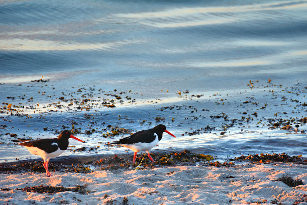 Strandspaziergang...