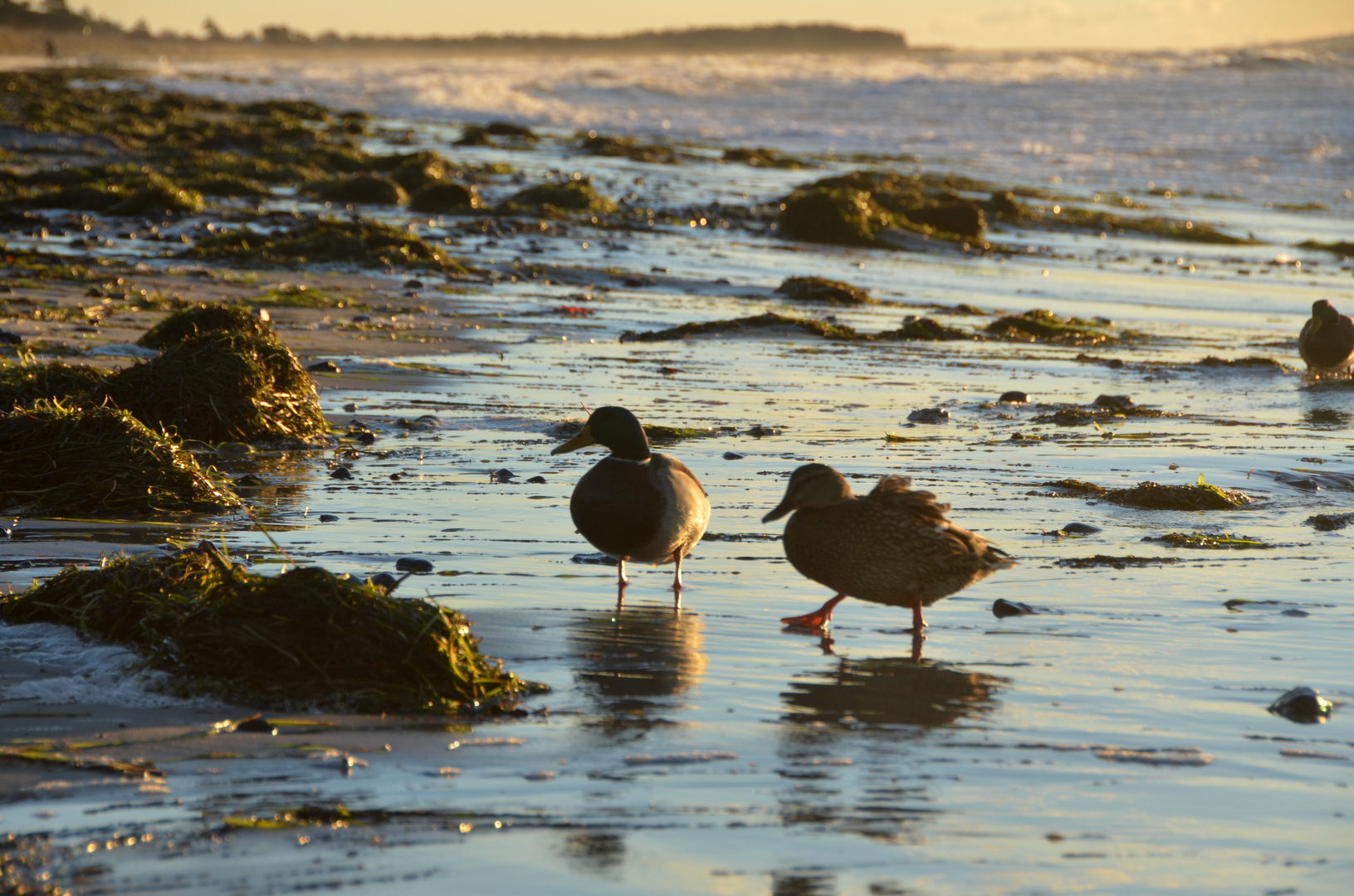 Strandspaziergang der Entenart