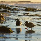 Strandspaziergang der Entenart