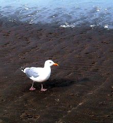 Strandspaziergang