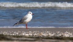 Strandspaziergang