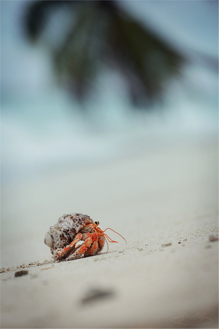 * Strandspaziergang *