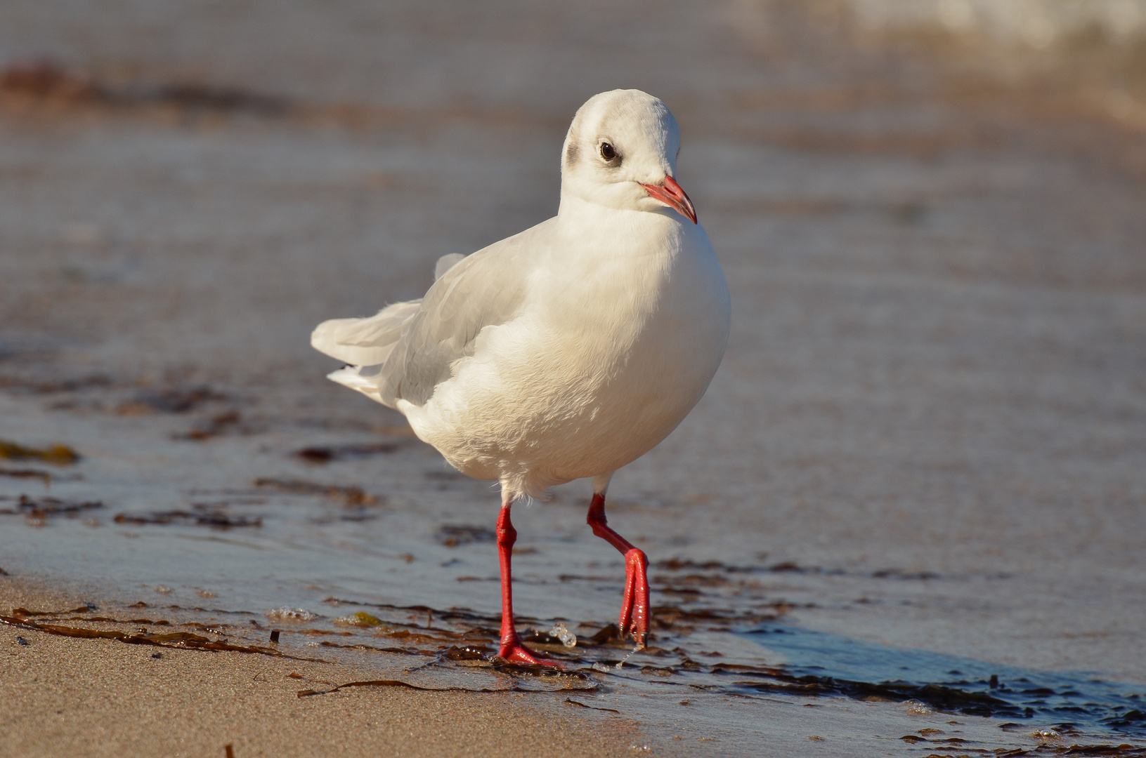 Strandspaziergang