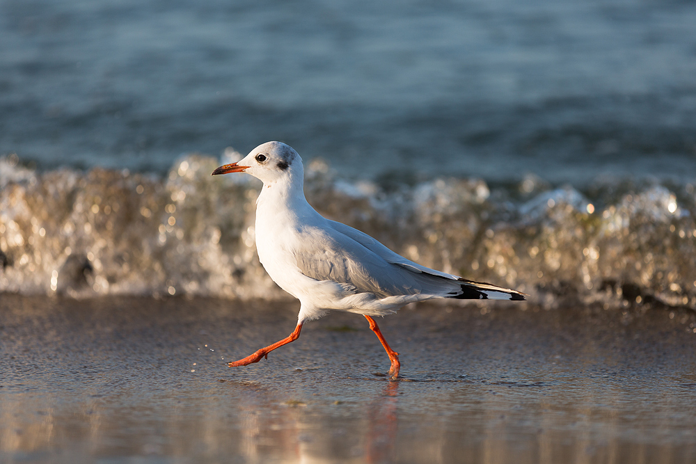 Strandspaziergang