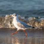 Strandspaziergang