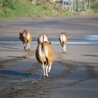 Strandspaziergang