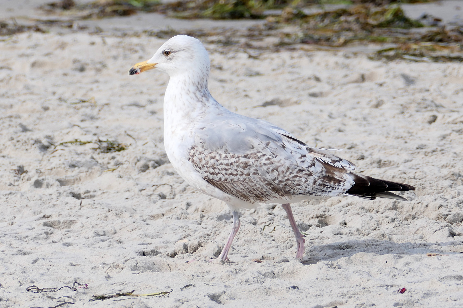 Strandspaziergang