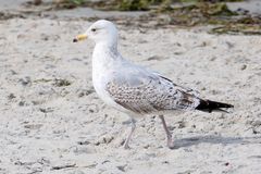 Strandspaziergang