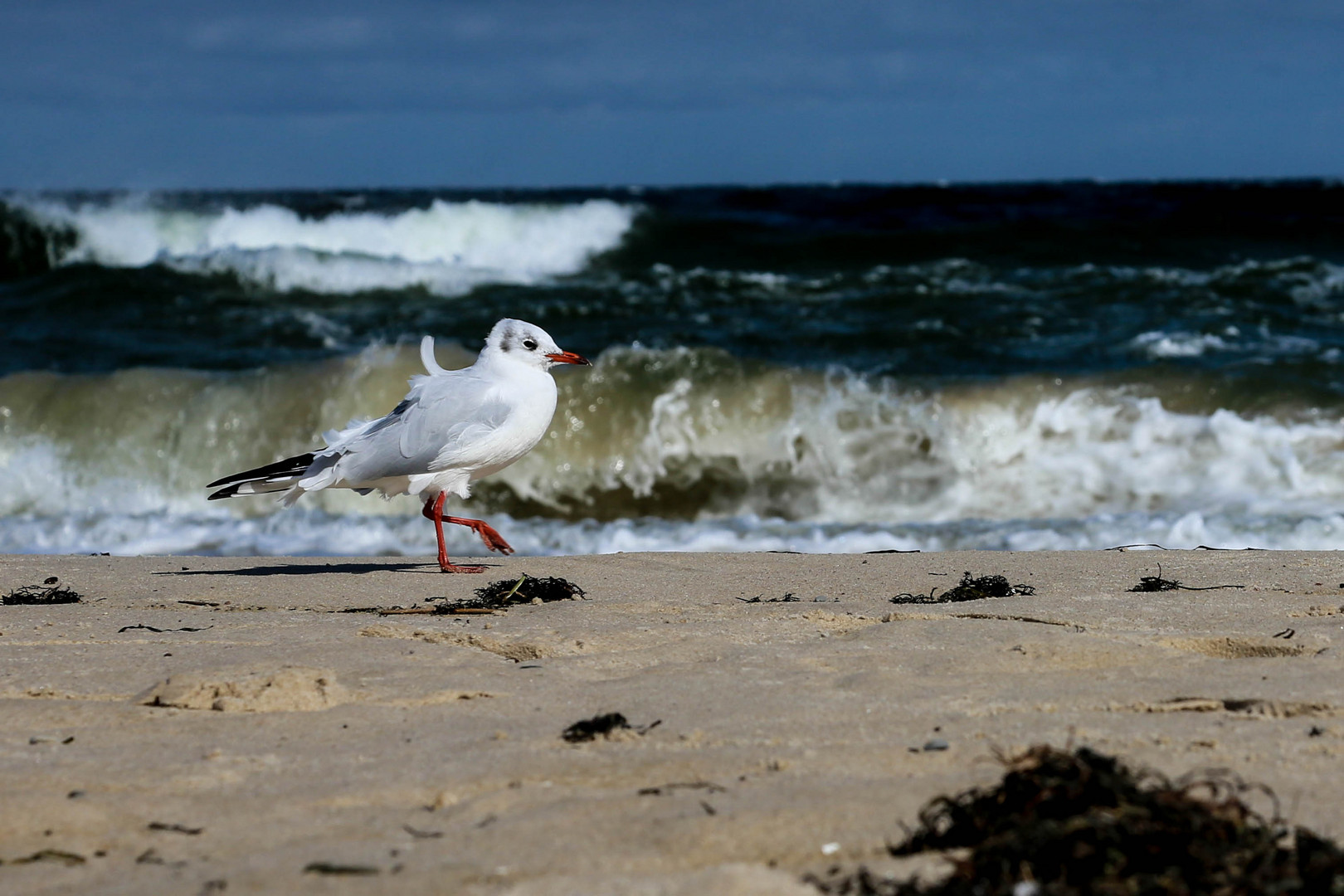 Strandspaziergang in Binz