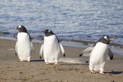 Strandspaziergang in der Antarktis