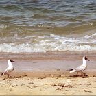 Strandspaziergang, Strandspaziergang ...