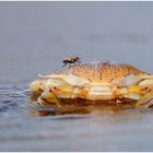 strandspiele......oder: strandspaziergang.....