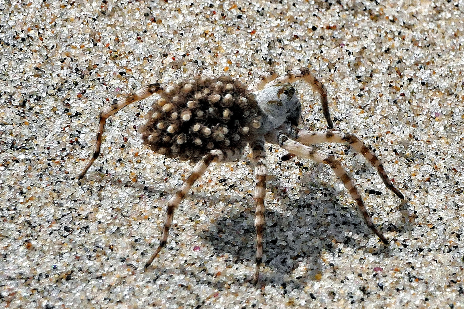 Strandspinne mit Nachwuchs huckepack