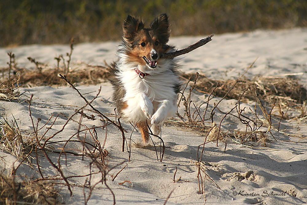 Strandspringer