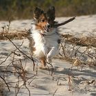 Strandspringer