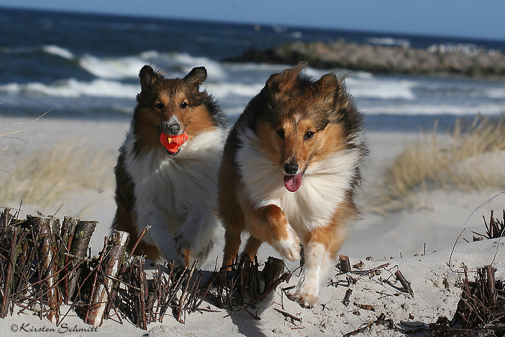 Strandspringer