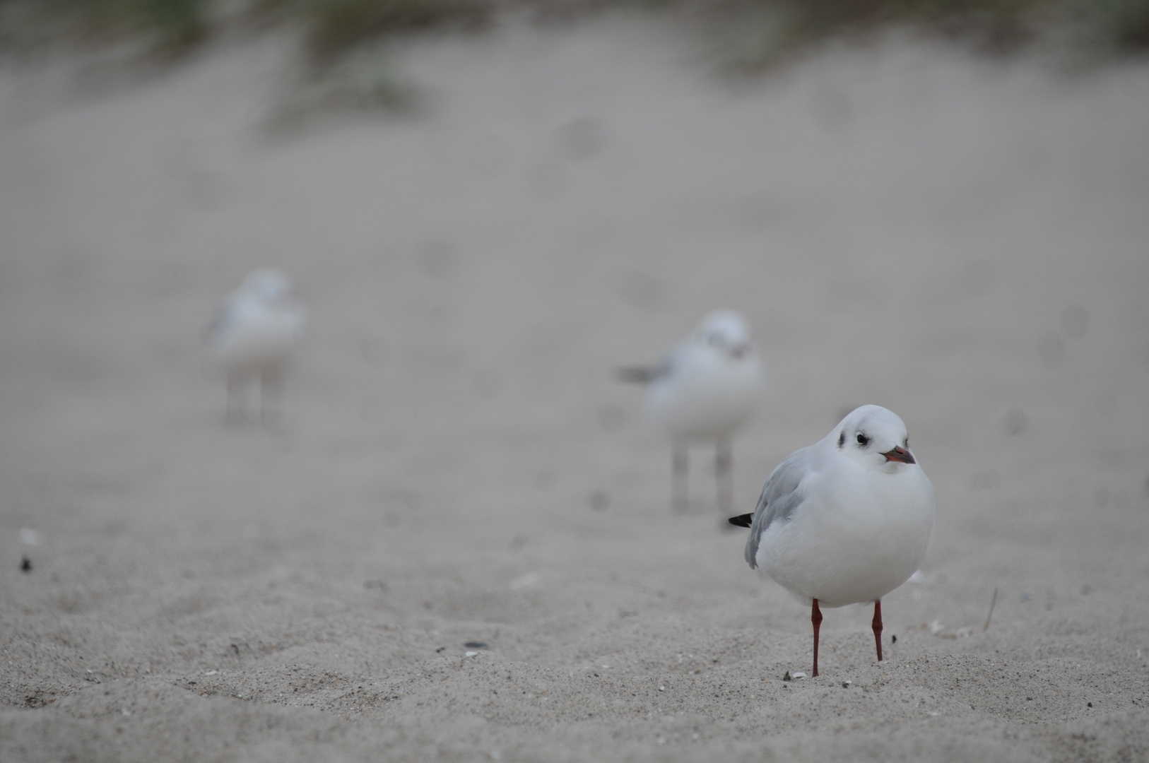 Strandsteher