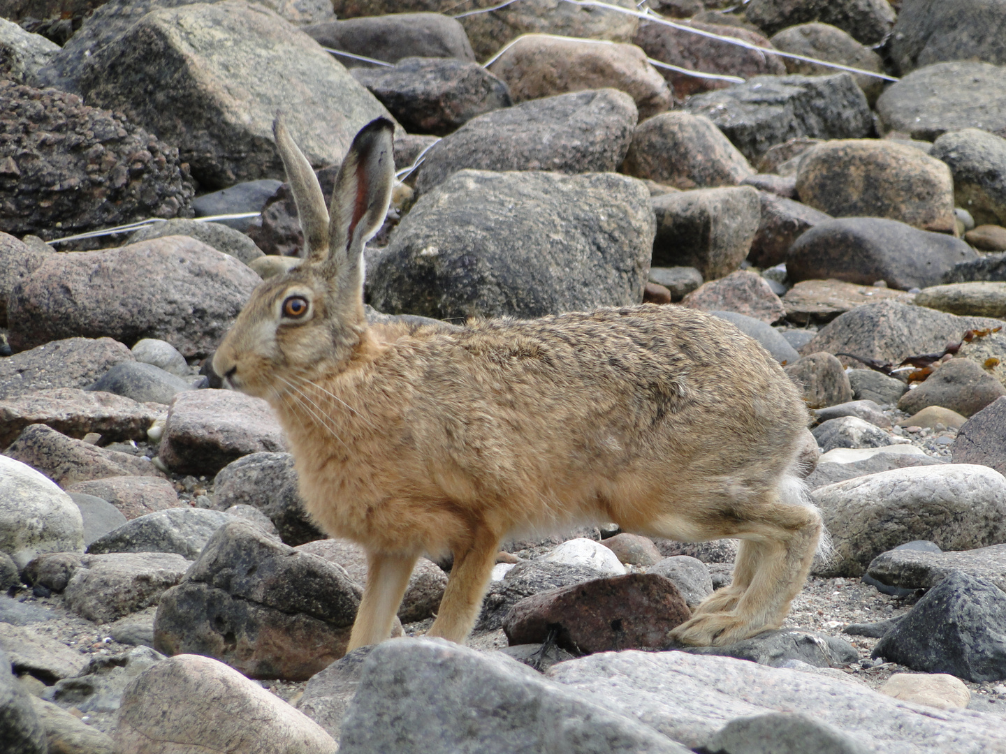 Strandsteine