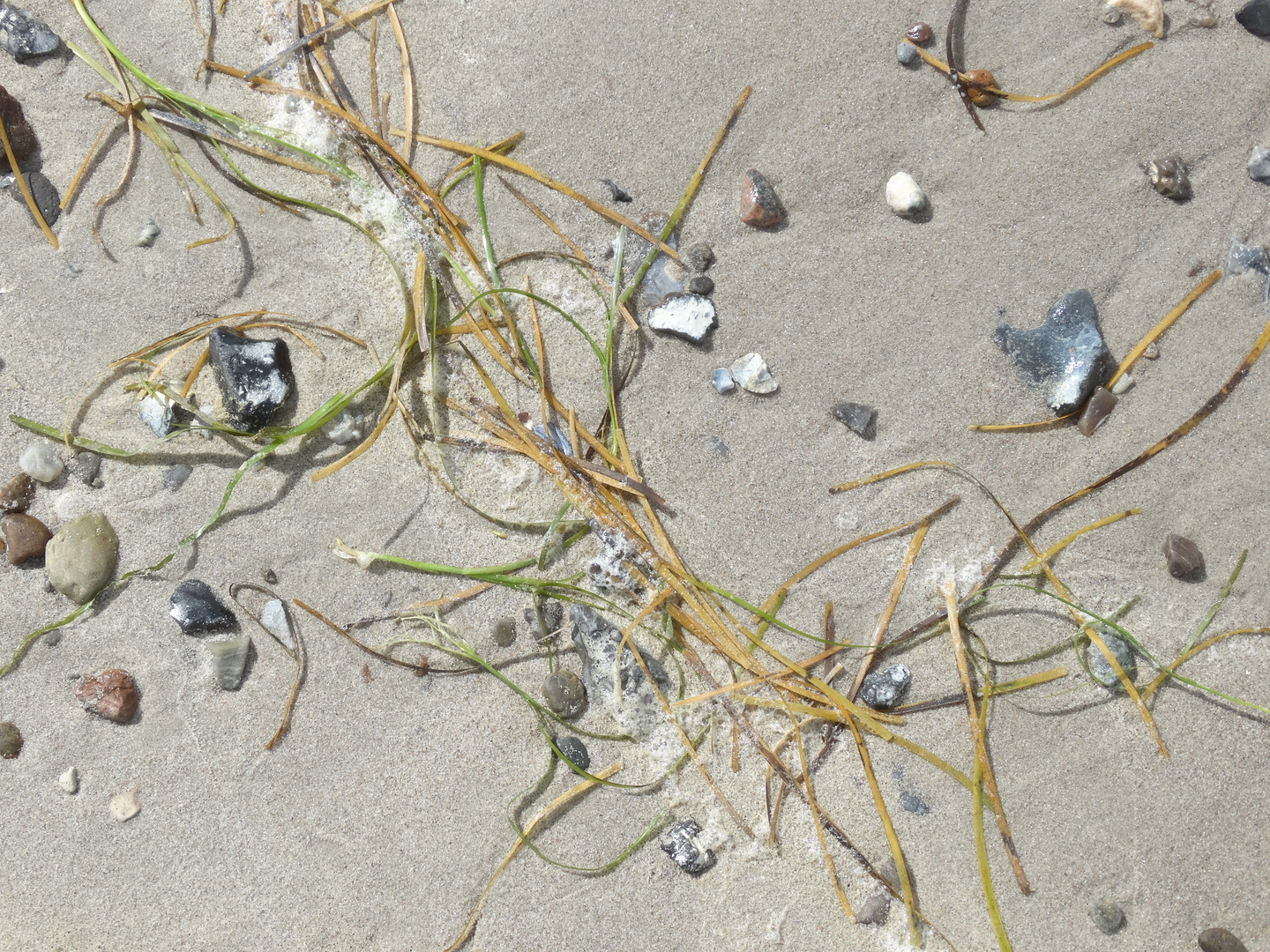 Strandsteine mit Seegras