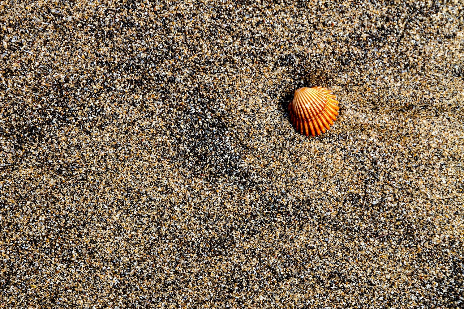 Strandstillleben