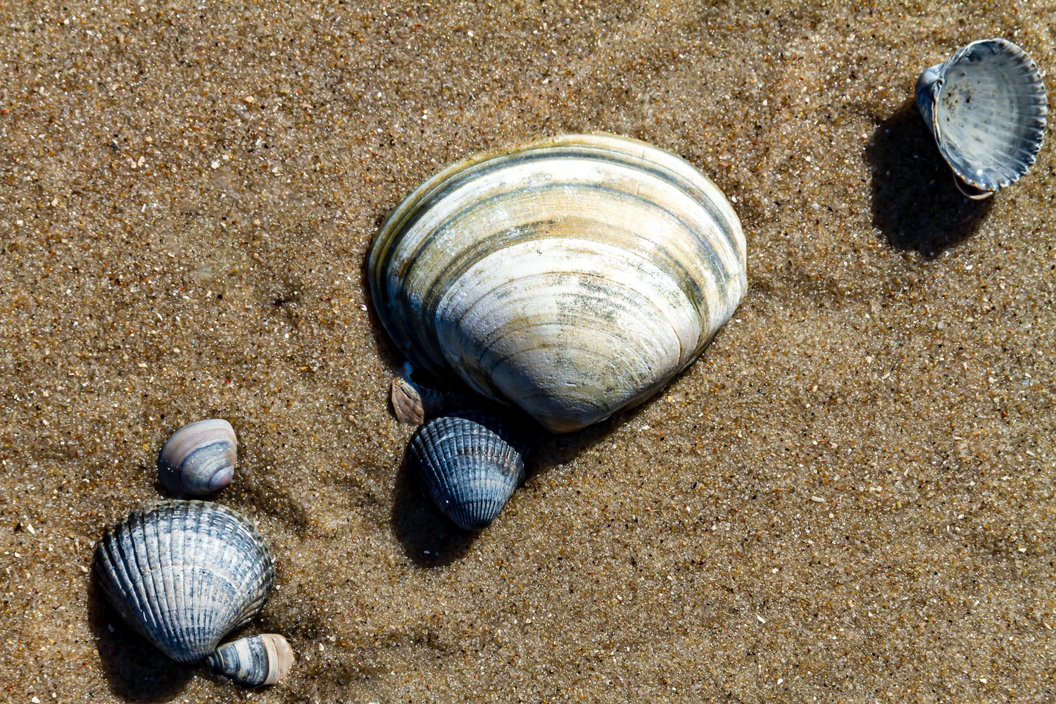 Strandstillleben