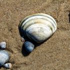 Strandstillleben