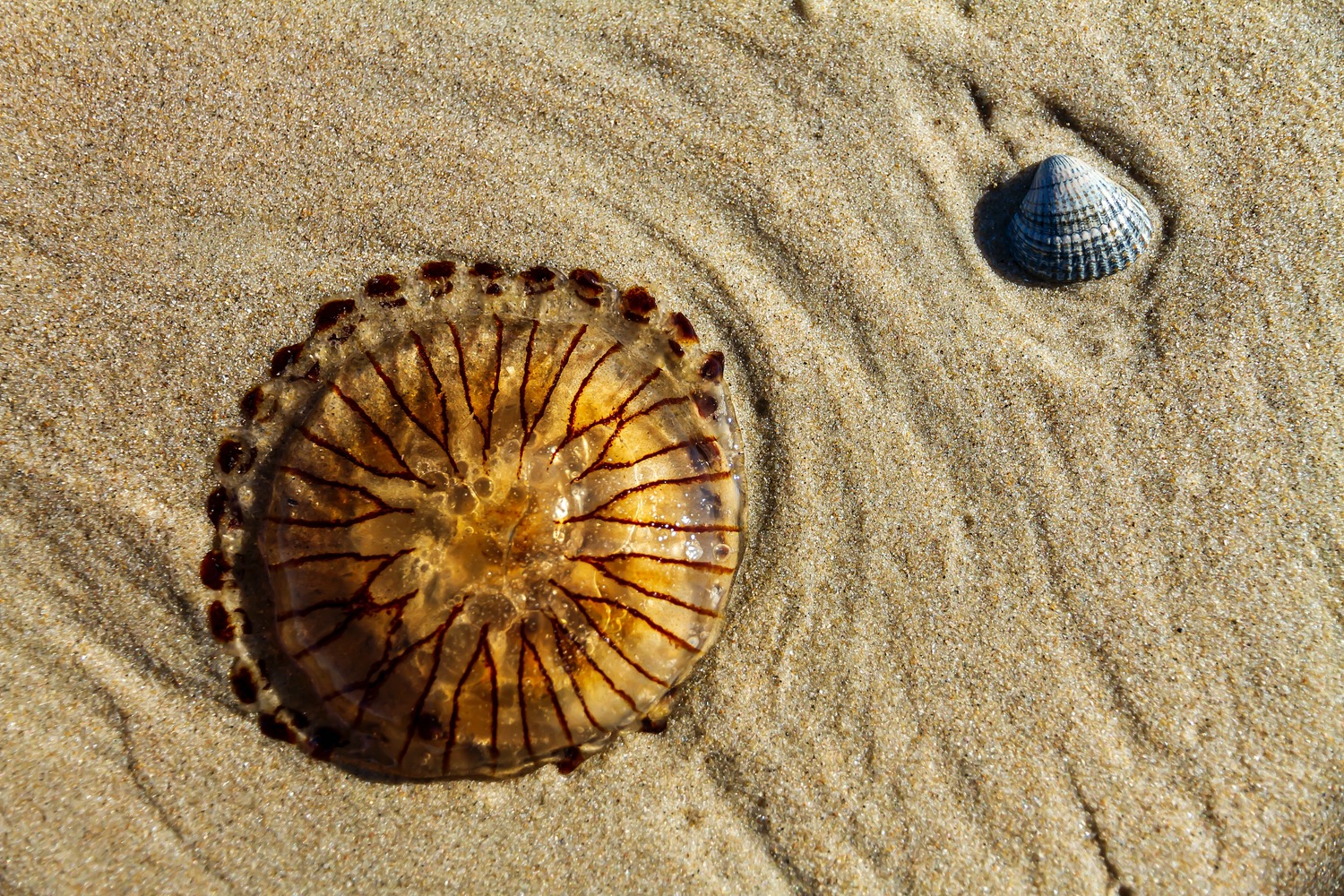 Strandstillleben