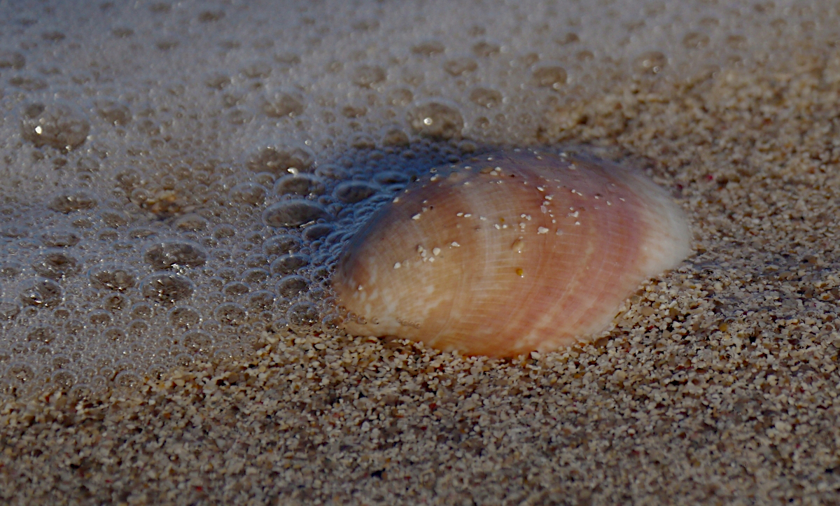 Strandstillleben