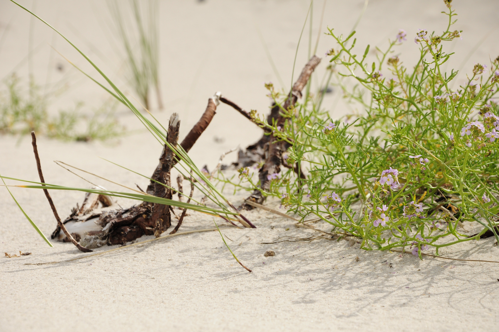 Strandstillleben mit europäischem Meersenf