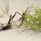 Strandstillleben mit europäischem Meersenf